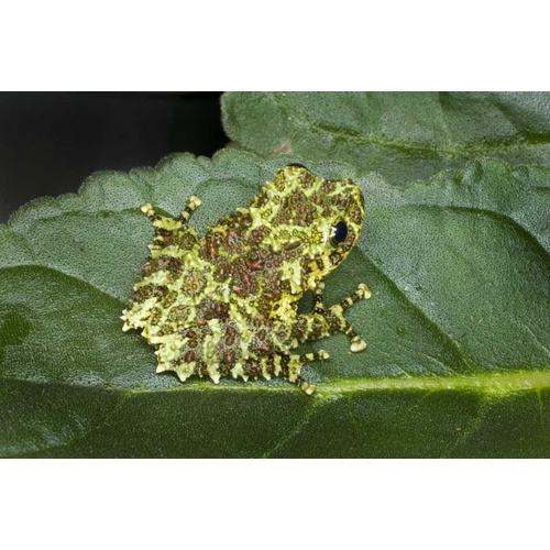 Southeast Vietnam Mossy tree frog on leaf